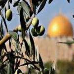  بررسی چرایی عدم تحقق بیداری اسلامی فلسطین   