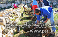   کاشت 750 هزار اصله درخت زیتون در فلسطین