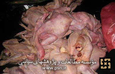 فروش مرغ مرده درکرانه باختری 